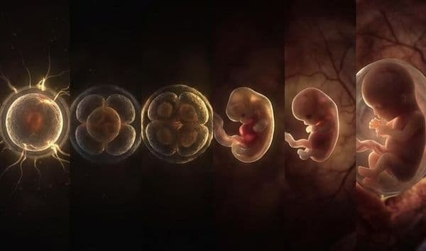 postmortal_reproduction